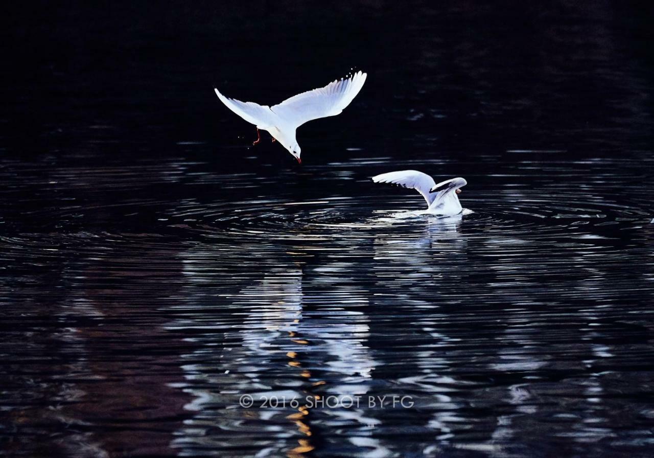 马恩河畔布里Gite Bord De Marne Paris公寓 外观 照片